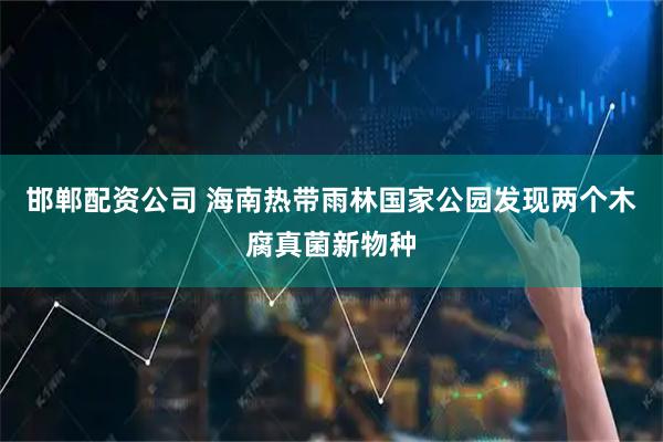邯郸配资公司 海南热带雨林国家公园发现两个木腐真菌新物种